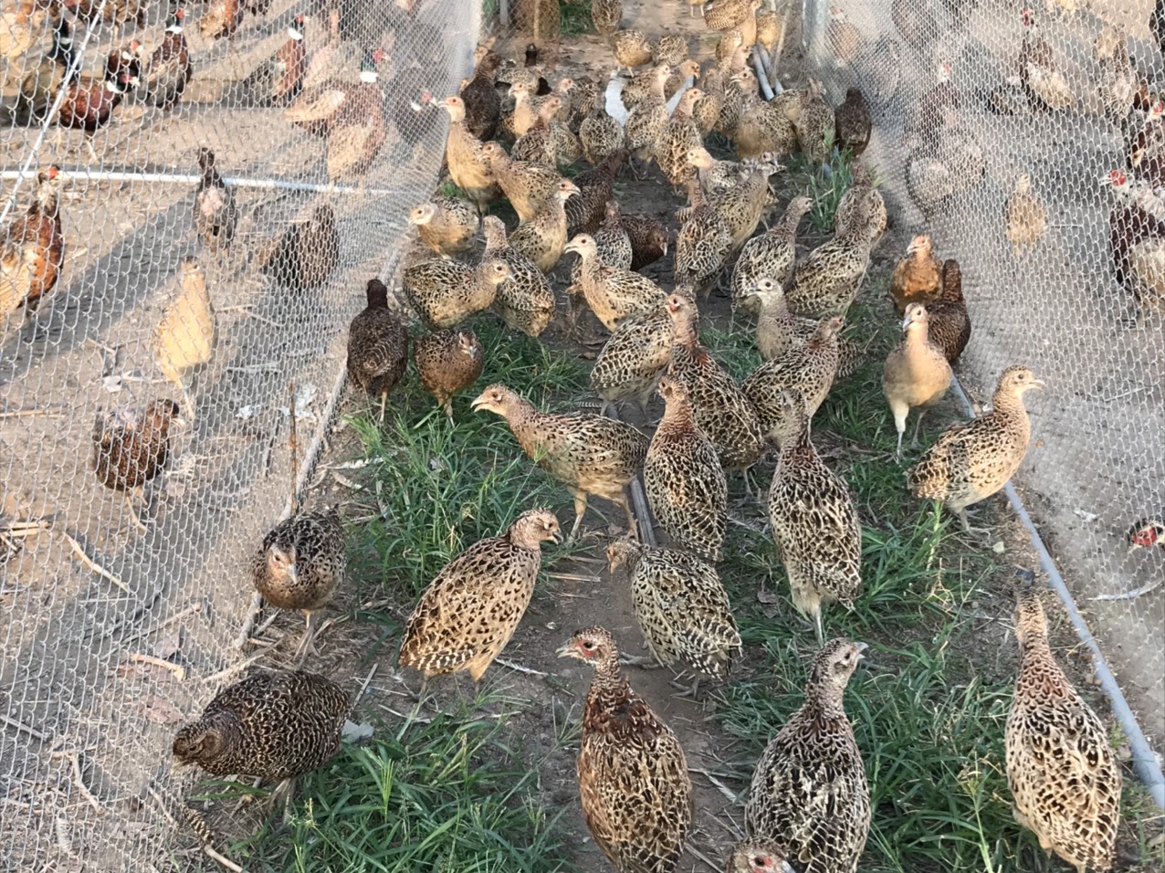 Quà biếu Tết: chim trĩ 7 màu 20 triệu/cặp “hút hồn” đại gia Việt - Văn  phòng Điều phối chương trình Nông thôn mới tỉnh Hà Tĩnh