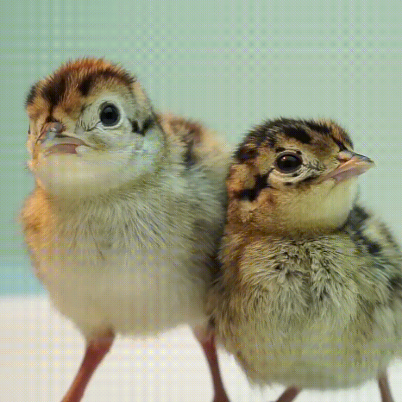 Chim trĩ - Đặc điểm, chăm sóc và nuôi dưỡng chim trĩ hiệu quả