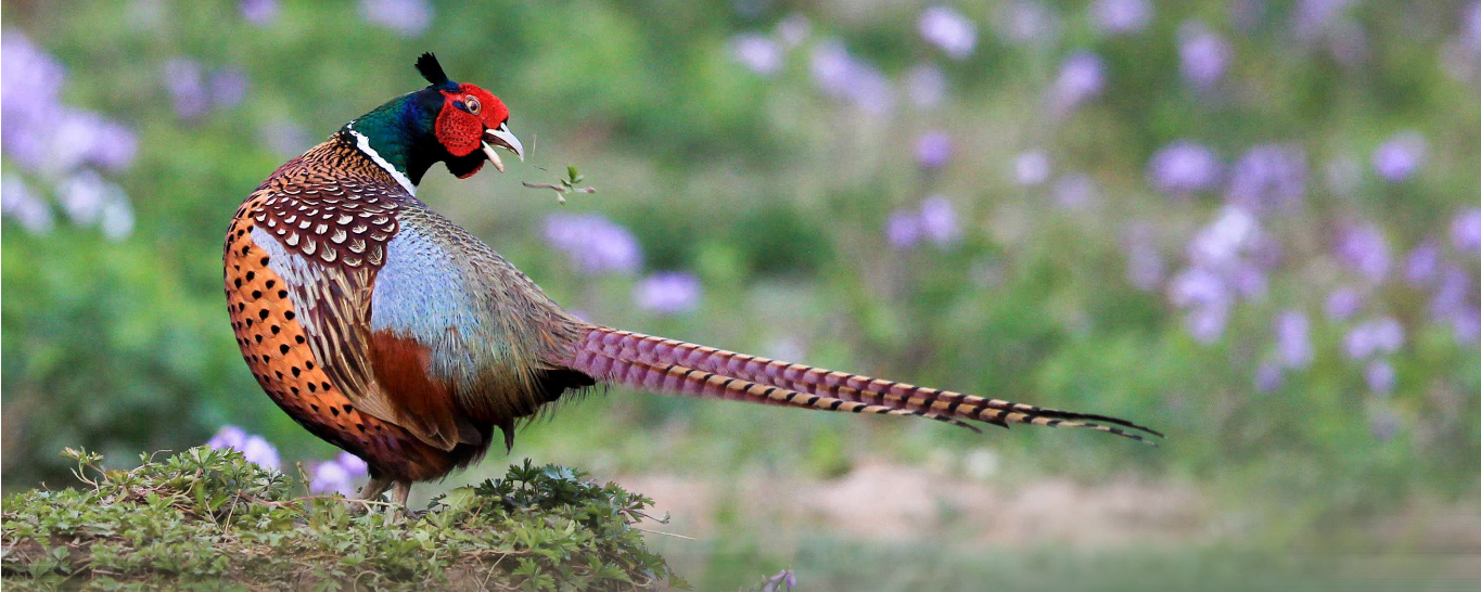 Cùng Ngắm 10 Loại Chim Trĩ Đẹp Này ⋆ Cá cảnh mini